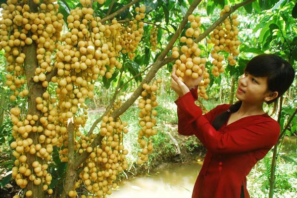 Miệt vườn